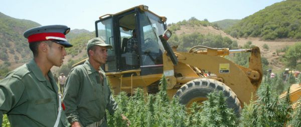 2005-07-07 21:43:00 Moroccan police carry out the destruction of a field of cannabis at Elkolla, 100 kilometers from Larache in the northern Rif mountains 07 July 2005. The Moroccan authorities have reportedly carried out the destruction of 3,000 hectares of cannabis in the last month. Cannabis cultivation in Africa is increasing, especially in Morocco, where the drug is replacing other agricultural products, according to a UN report released Wednesday. Africa supplies 60-70 per cent of the cannabis products consumed in Europe.