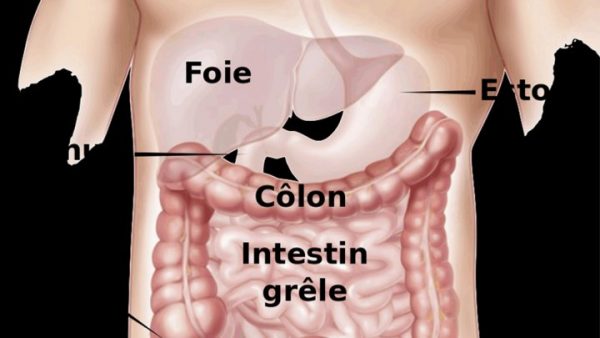 systeme_digestif_colon