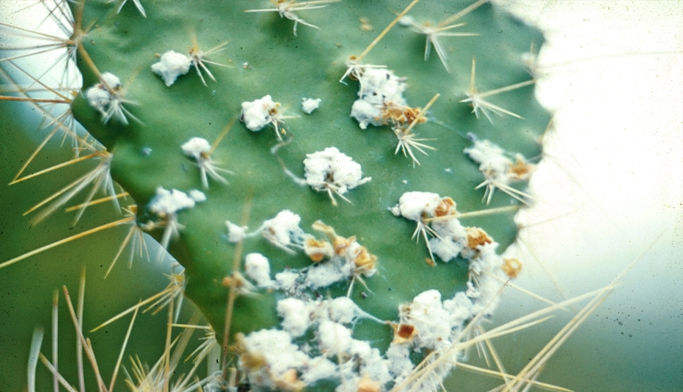 cactus b
