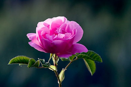 rose_907328560