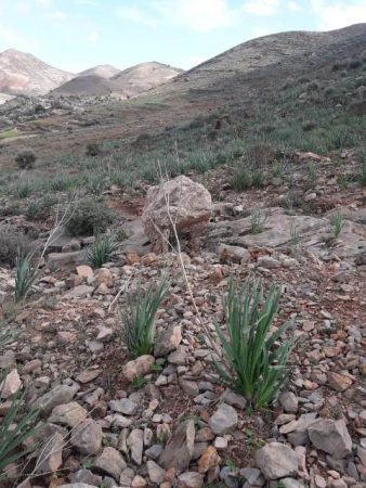 جبل بقار جماعة وكسان بني بويفرور (135)