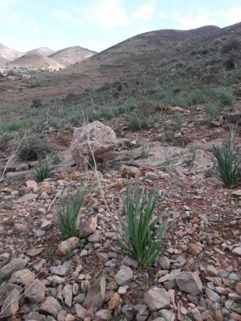 جبل بقار جماعة وكسان بني بويفرور (139)