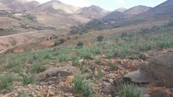 جبل بقار جماعة وكسان بني بويفرور (24)