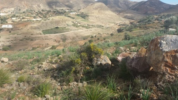 جبل بقار جماعة وكسان بني بويفرور (27)